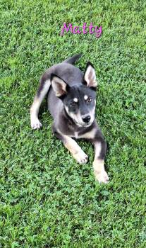 Matty -  Carolina Dog and Australian Kelpie Dog for Adoption in Stanton, Kentucky - Matty | PetCurious