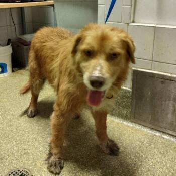 IVHS-Stray-144086 -  Chow Chow and Shepherd Dog for Adoption in San Gabriel, California - IVHS-Stray-144086 | PetCurious