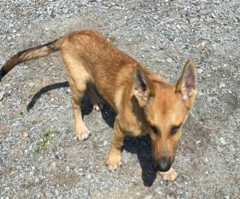 Zeus -  German Shepherd Dog Dog for Adoption in Lakeland, Georgia - Zeus | PetCurious