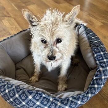 Terrier Dogs Available for Adoption - Ginger | PetCurious