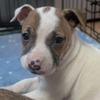 Button -  Pit Bull Terrier and Mixed Breed Dog for Adoption in Watertown, New York - Button | PetCurious