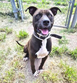 COCO -  Staffordshire Bull Terrier and Mixed Breed Dog for Adoption in Houston, Texas - COCO | PetCurious