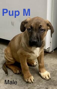 Mixed Breed Dogs Available for Adoption - Pup M | PetCurious