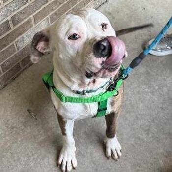 Pit Bull Terrier Dogs Available for Adoption - Ghost | PetCurious