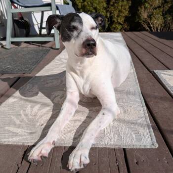 Great Dane and Pointer Dogs Available for Adoption in Monticello, Iowa - Eve | PetCurious