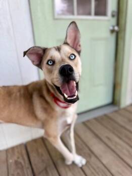 Billy Blue Zoom Zoom -  Husky and Shepherd Dog for Adoption in Friendswood, Texas - Billy Blue Zoom Zoom | PetCurious