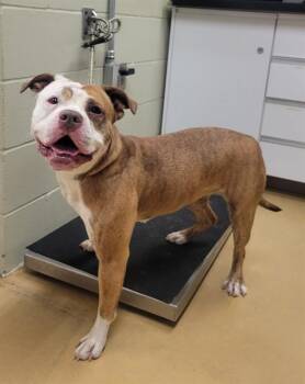 PRINCESS -  Pit Bull Terrier and Mixed Breed Dog for Adoption in Minneapolis, Minnesota - PRINCESS | PetCurious