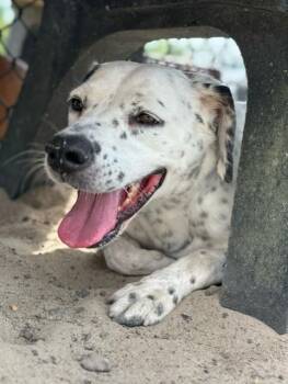 Rescue Dalmatian Dogs for Adoption in Lynn Haven, Florida - PURDY | PetCurious