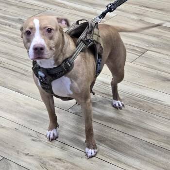 Henny -  Pit Bull Terrier Dog for Adoption in Newark, New Jersey - Henny | PetCurious
