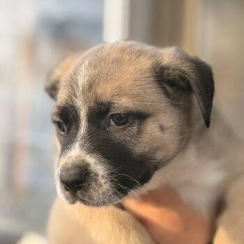 German Shepherd Dog and Husky Dogs Available for Adoption in Vienna, Ontario - Benjamin | PetCurious