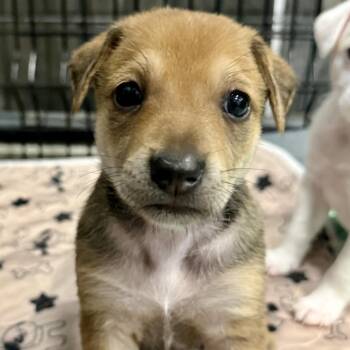 Mocha -  Chihuahua and Rat Terrier Dog for Adoption in Park Row, Texas - Mocha | PetCurious
