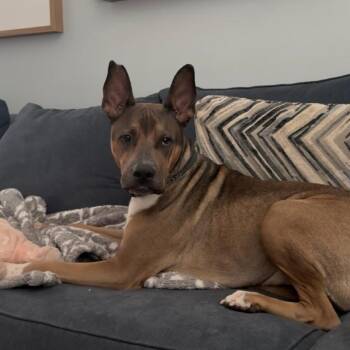 Chad (FKA Chad Michaels) -  American Staffordshire Terrier Dog for Adoption in San Diego, California - Chad (FKA Chad Michaels) | PetCurious