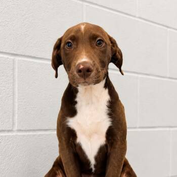 Labrador Retriever Dogs Available for Adoption in Sterling, Massachusetts - Klein - 12 Weeks (Avail 6/3) | PetCurious