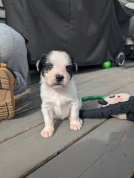 Spaniel Dogs Available for Adoption in Hoffman Estates, Illinois - Moocadamia | PetCurious