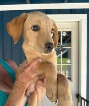 Babe Bubbles -  Golden Retriever and Labrador Retriever Dog for Adoption in Washington, District Of Columbia - Babe Bubbles | PetCurious