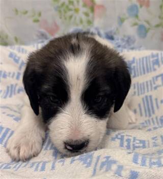 DOPEY -  Australian Cattle Dog Blue Heeler and Mixed Breed Dog for Adoption in Rosenberg, Texas - DOPEY | PetCurious