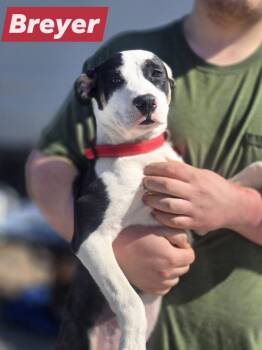 Shepherd and Terrier Dogs Available for Adoption - Breyer $475 | PetCurious