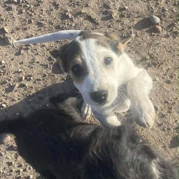 Terrier Dogs Available for Adoption - Nouget | PetCurious