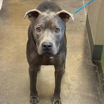 Pit Bull Terrier Dogs Available for Adoption - Hugo | PetCurious