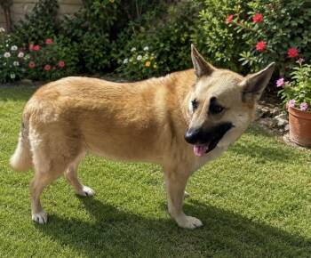 Sonny -  German Shepherd Dog Dog for Adoption in North Arlington, New Jersey - Sonny | PetCurious
