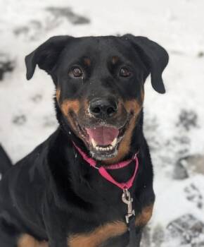 Rescue Mixed Breed Dogs for Adoption in Montreal, Quebec - Rosie | PetCurious