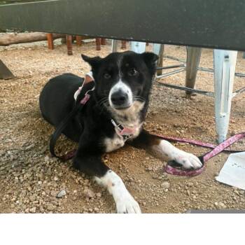 Tallie -  Border Collie Dog for Adoption in Dallas, Texas - Tallie | PetCurious