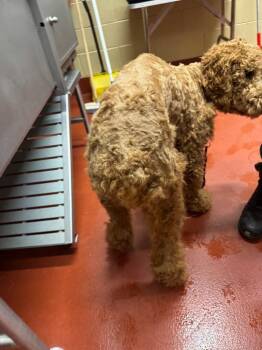 Mixed Breed Dogs Available for Adoption in Douglasville, Georgia - Yogi | PetCurious