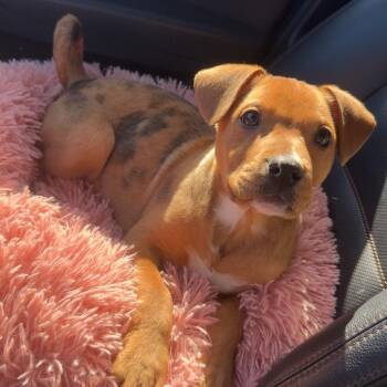 Pit Bull Terrier Dogs Available for Adoption - Ginger (Holiday Litter) | PetCurious