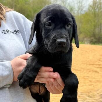 Labrador Retriever and Rottweiler Dogs Available for Adoption in Eastford, Connecticut - CT Dolly | PetCurious