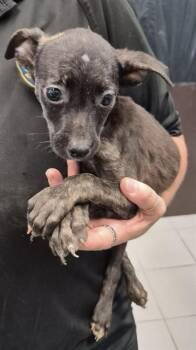 DOG 5 -  Pit Bull Terrier and Mixed Breed Dog for Adoption in Corpus Christi, Texas - DOG 5 | PetCurious