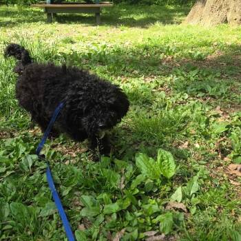 Miniature Poodle Dogs Available for Adoption in West Chester, Pennsylvania - Ziggy | PetCurious