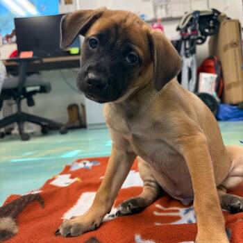 Bullseye -  Chihuahua and Mixed Breed Dog for Adoption in Corpus Christi, Texas - Bullseye | PetCurious