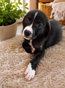 HOWIE -  Labrador Retriever and Shepherd Dog for Adoption in Sanford, North Carolina - HOWIE | PetCurious