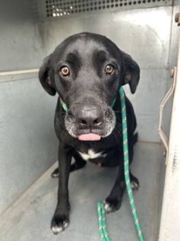 Rescue Labrador Retriever and Mixed Breed Dogs for Adoption in Fort Worth, Texas - Ezio | PetCurious