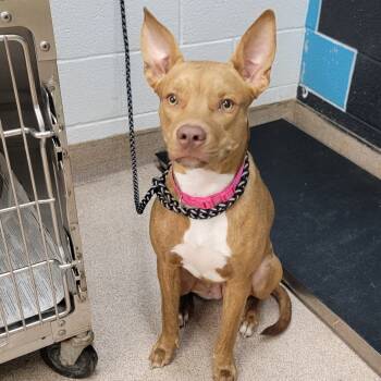 Rescue Pit Bull Terrier and Mixed Breed Dogs for Adoption in Ardmore, Oklahoma - Regina (Hazel) | PetCurious