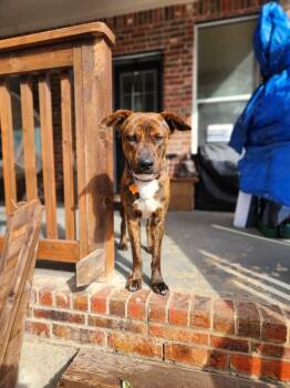 Plott Hound Dogs Available for Adoption in Pflugerville, Texas - Biscuit  | PetCurious