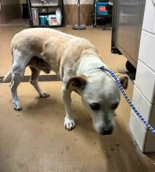 CAESAR -  Terrier and Dachshund Dog for Adoption in Chula Vista, California - CAESAR | PetCurious