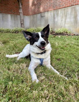 Rescue Cattle Dog and Border Collie Dogs for Adoption in Southaven, Mississippi - TALULAH | PetCurious
