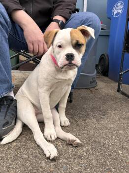 English Bulldog and Pit Bull Terrier Dogs Available for Adoption in Olympia, Washington - Cindy | PetCurious