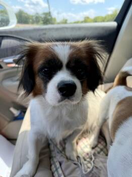 Lola -  Pekingese and Mixed Breed Dog for Adoption in Ennis, Texas - Lola | PetCurious