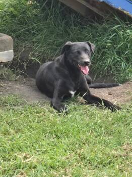 Freya -  Greyhound Dog for Adoption in Lacombe, Alberta - Freya | PetCurious