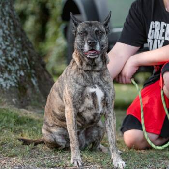 Remi -  Dutch Shepherd Dog for Adoption in Chester Springs, Pennsylvania - Remi | PetCurious