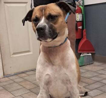 Dave -  Australian Cattle Dog Blue Heeler Dog for Adoption in Hollister, Missouri - Dave | PetCurious