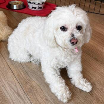 Maltese and Poodle Dogs Available for Adoption in San Diego, California - Bella M | PetCurious