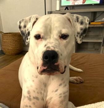 American Bulldog Dogs Available for Adoption - Binka | PetCurious