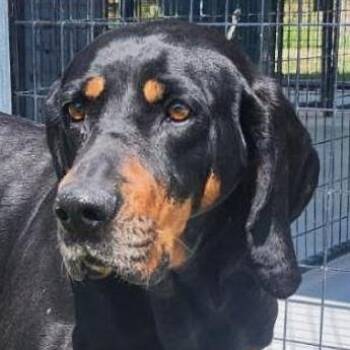 Black And Tan Coonhound Dogs Available for Adoption - PLEASE HELP Hope (VA) | PetCurious