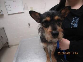 Terrier Dogs Available for Adoption in Marietta, Georgia - Cairo (321) | PetCurious