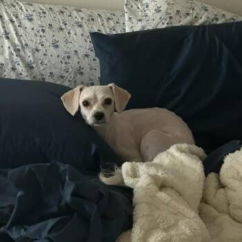 Flipp D10836 -  Poodle and Maltese Dog Available for Adoption - Flipp D10836 | PetCurious