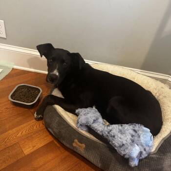 Serena -  Labrador Retriever and Hound Dog for Adoption in Parrish, Alabama - Serena | PetCurious