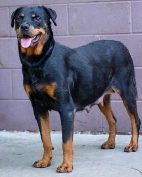 Floret -  Mixed Breed Dog for Adoption in Chamblee, Georgia - Floret | PetCurious
